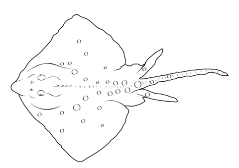 Thornback Ray (Raja Clavata) Coloring Page